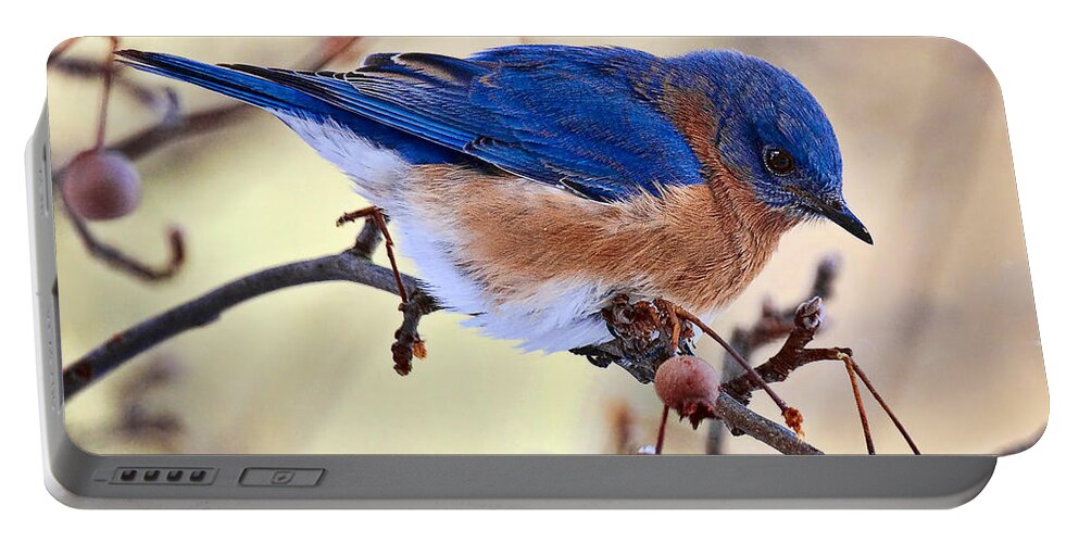 Birds Portable Battery Charger featuring the photograph Bluebird by Marcia Colelli