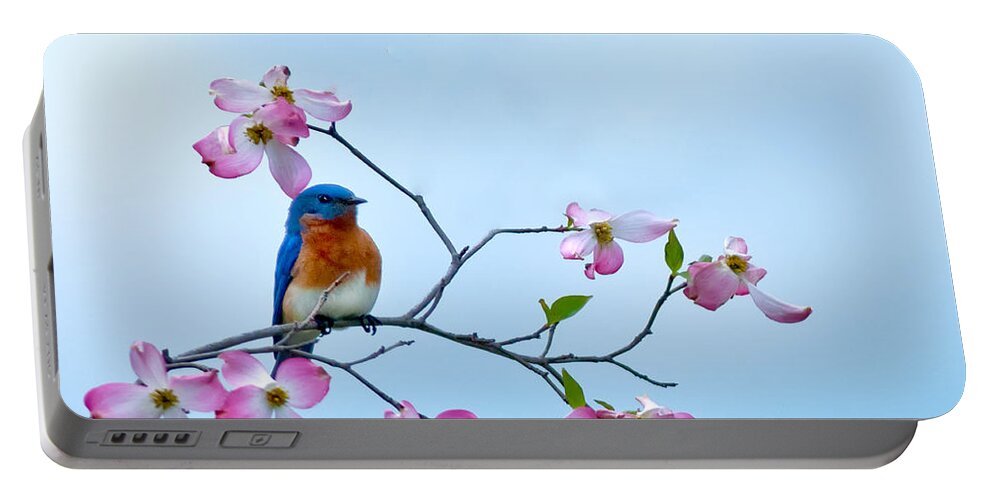 Bluebird Portable Battery Charger featuring the photograph Bluebird visits red dogwood by Randall Branham