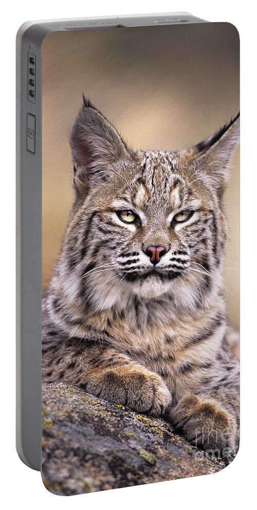 Bobcat Portable Battery Charger featuring the photograph Bobcat Cub Portrait Montana Wildlife by Dave Welling