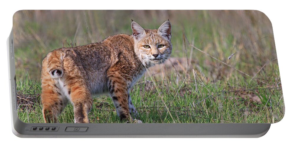 Bobcat Portable Battery Charger featuring the photograph Bobcat Glance by Beth Sargent