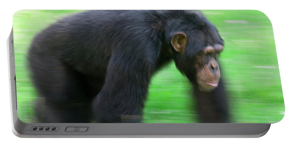 00620539 Portable Battery Charger featuring the photograph Bonobo Pan Paniscus Knuckle-walking by Cyril Ruoso