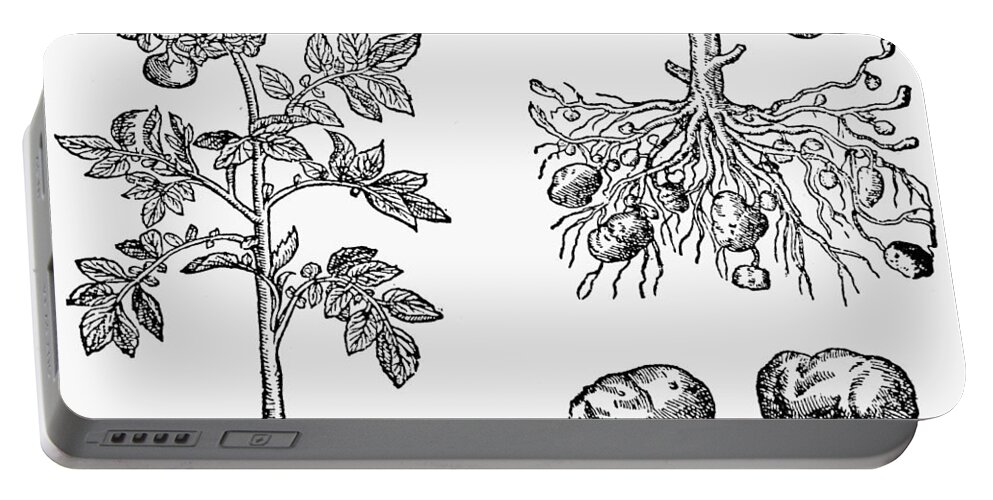 1597 Portable Battery Charger featuring the drawing Botany Virginian Potato by Granger