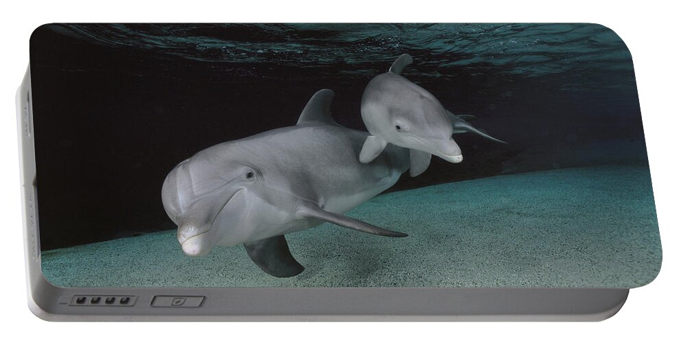 Feb0514 Portable Battery Charger featuring the photograph Bottlenose Dolphin Mother And Baby by Flip Nicklin