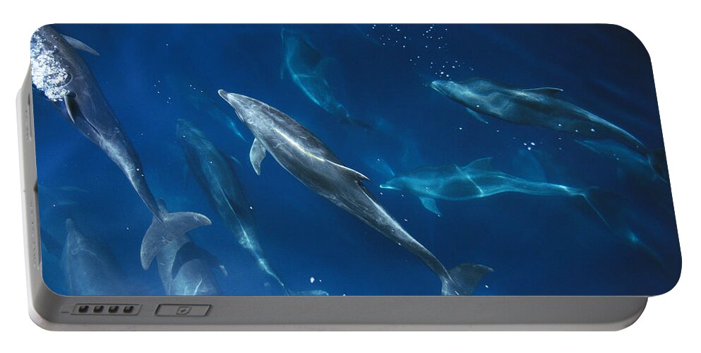 Feb0514 Portable Battery Charger featuring the photograph Bottlenose Dolphin Pod Galapagos Islands by Flip Nicklin
