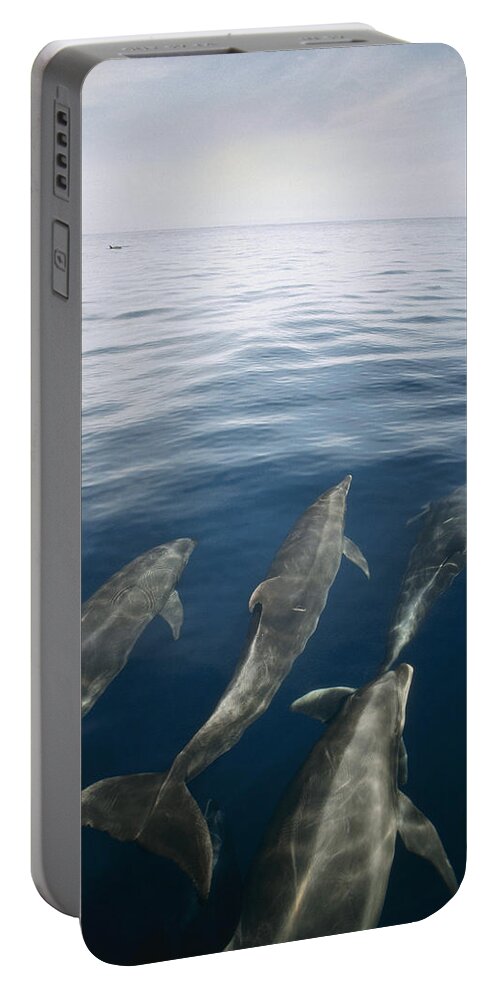 Feb0514 Portable Battery Charger featuring the photograph Bottlenose Dolphins Surfacing Galapagos by Tui De Roy