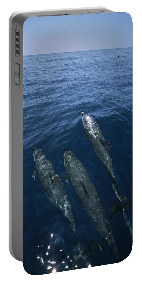 Feb0514 Portable Battery Charger featuring the photograph Bottlenose Dolphins Surfacing Shark Bay by Flip Nicklin