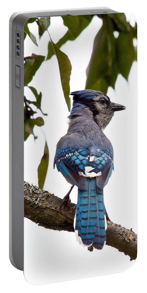 Blue Jay Cyanocitta Crostata Portable Battery Charger featuring the photograph Bringing Food Back to the Nest by Kristin Hatt