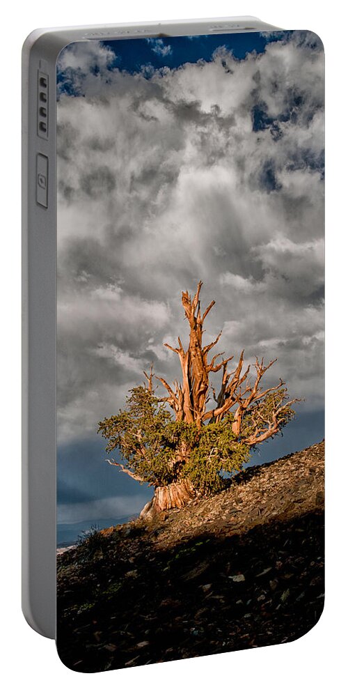 Tree Sky Cloudy Summer Scenic Landscape Nature eastern Sierra Mountains Ancient Forest California Portable Battery Charger featuring the photograph Bristlecone and Clouds by Cat Connor