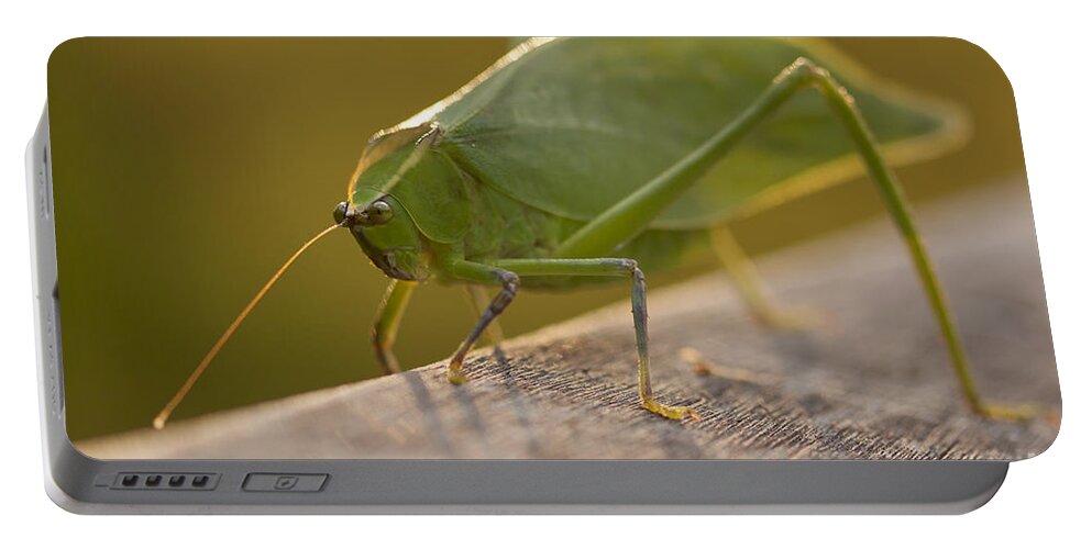 Broad-winged Katydid Portable Battery Charger featuring the photograph Broad-winged Katydid by Meg Rousher