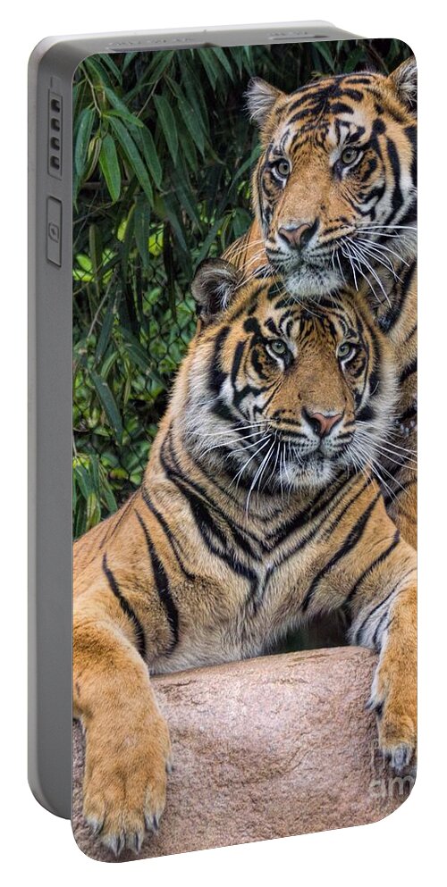 Tigers Portable Battery Charger featuring the photograph Brothers by Peggy Hughes