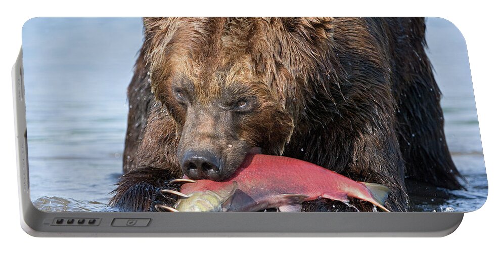00782125 Portable Battery Charger featuring the photograph Brown Bear Ursus Arctos Feeding by Sergey Gorshkov