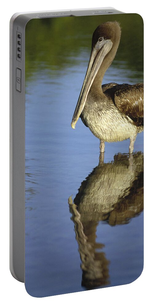 Feb0514 Portable Battery Charger featuring the photograph Brown Pelican Juvenile Academy Bay by Tui De Roy