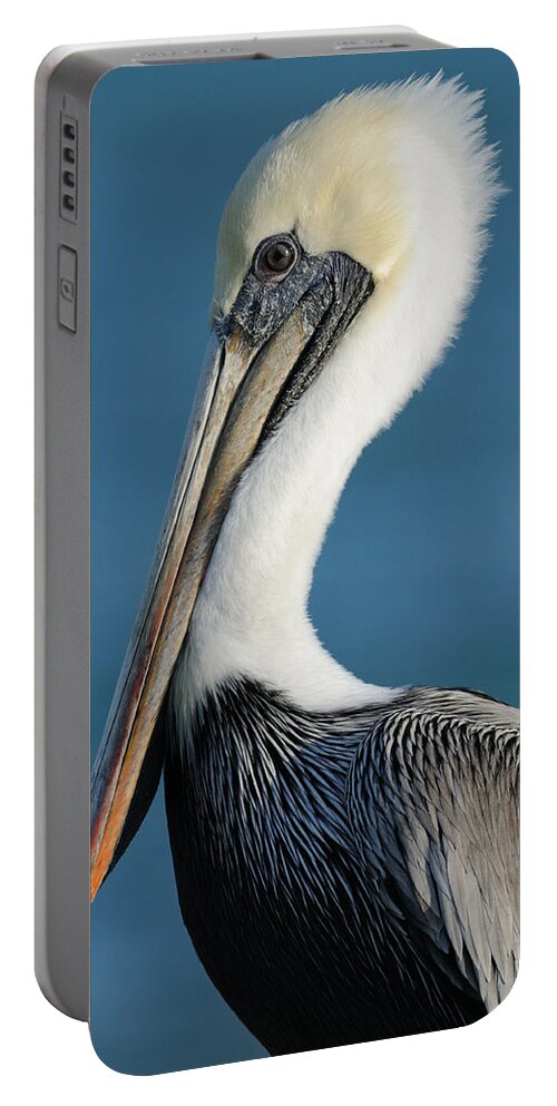 Pelican Portable Battery Charger featuring the photograph Brown Pelican Portrait by Bradford Martin