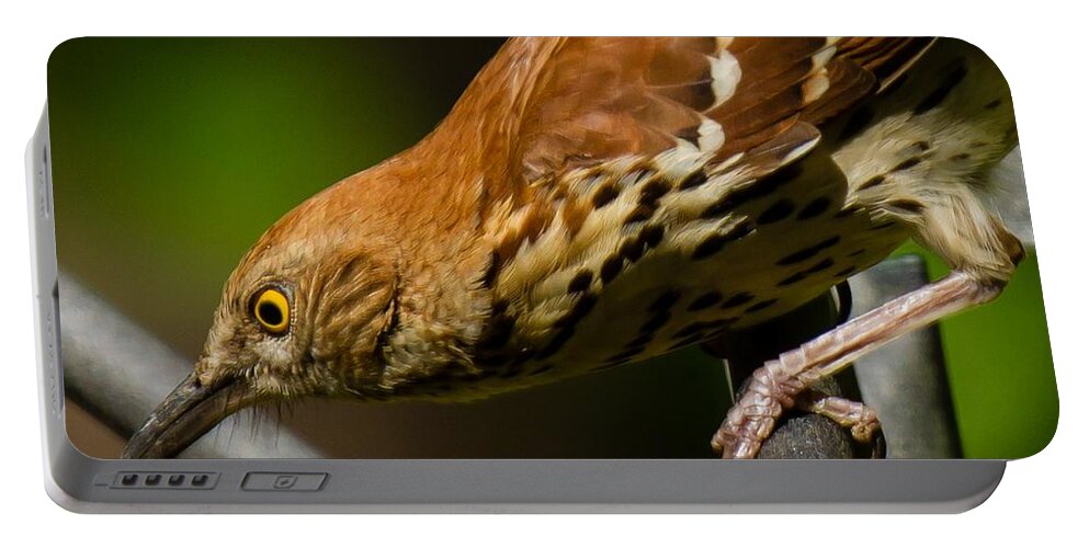 Brown Thrasher Portable Battery Charger featuring the photograph Brown Thrasher by Robert L Jackson