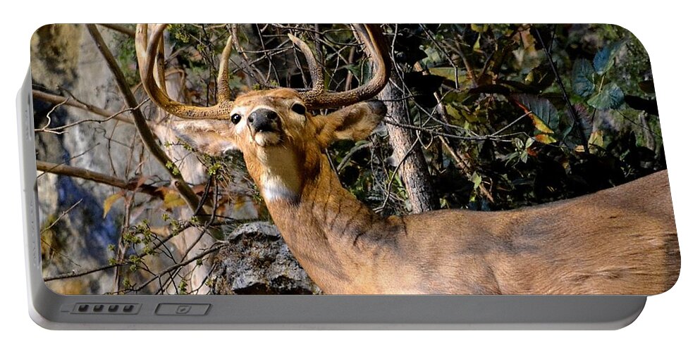 Deer Portable Battery Charger featuring the photograph Buck On A Ridge by Deena Stoddard