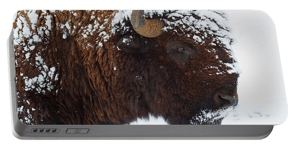 Buffalo Bull Canvas Print Portable Battery Charger featuring the photograph Buffalo Nickel by Jim Garrison