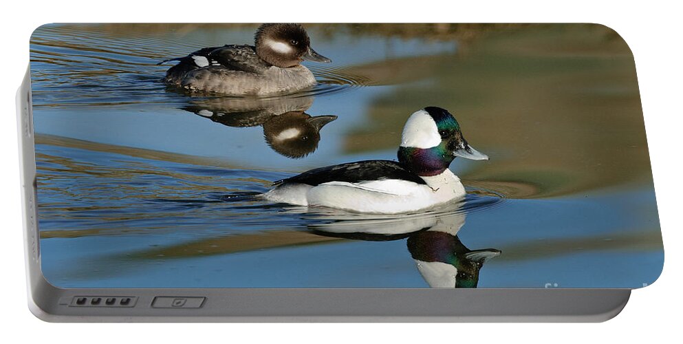 Animal Portable Battery Charger featuring the photograph Bufflehead Male & Female by Anthony Mercieca