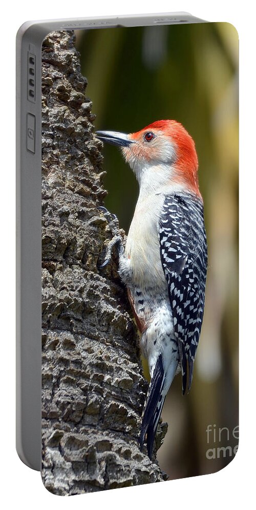 Woodpecker Portable Battery Charger featuring the photograph Building A Home by Kathy Baccari