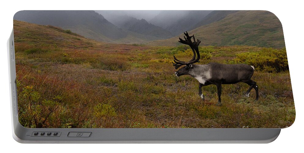 Animal Portable Battery Charger featuring the photograph Bull Caribou Rangifer Tarandus by Ron Sanford