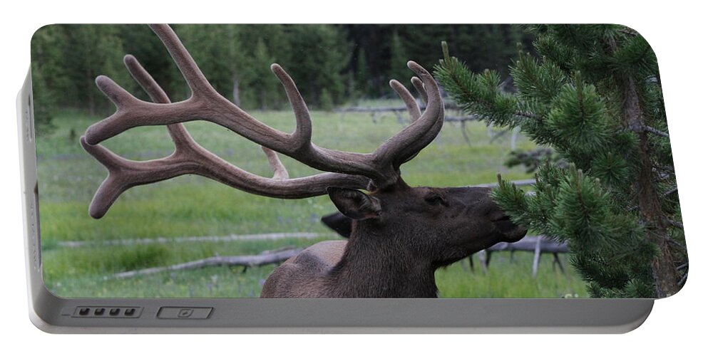 Bull Elk Portable Battery Charger featuring the photograph Bull Elk in Velvet by Edward R Wisell