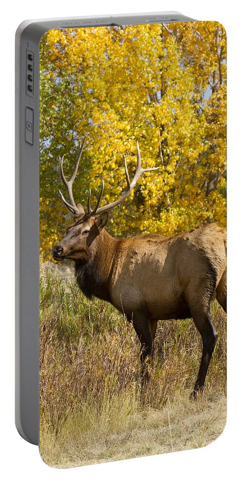 Elk Portable Battery Charger featuring the photograph Bull Elk with Autumn Colors by James BO Insogna