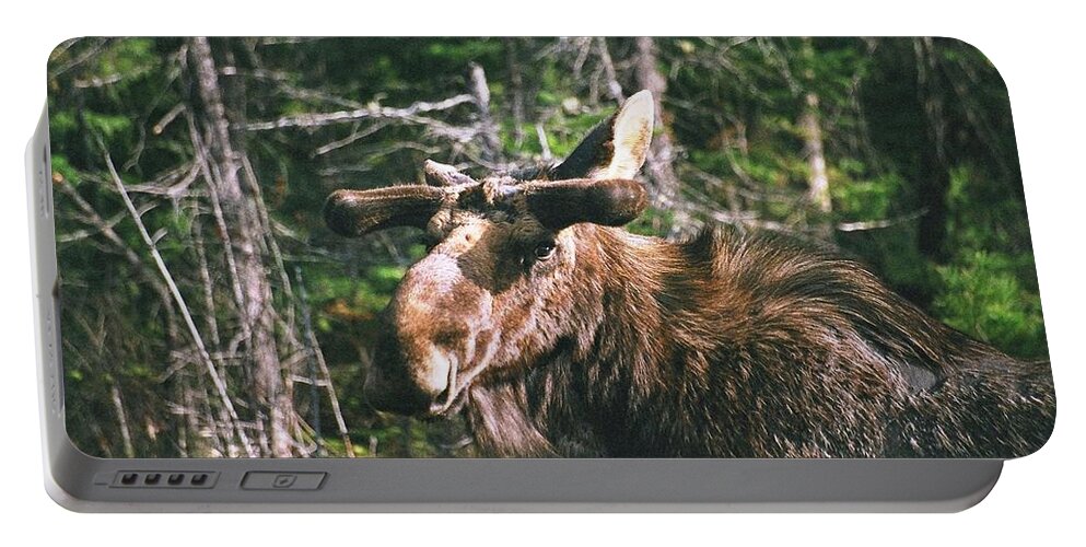 Moose Portable Battery Charger featuring the photograph Bull moose in spring by David Porteus