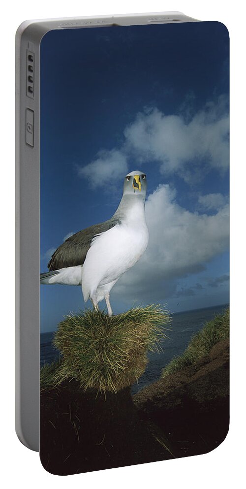 Feb0514 Portable Battery Charger featuring the photograph Bullers Albatross With Colorful Bill by Tui De Roy