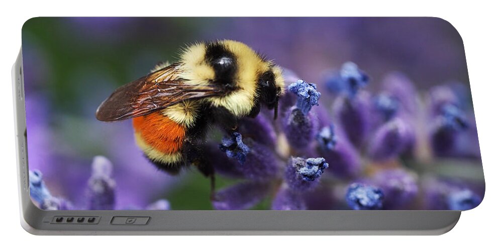 Bee Portable Battery Charger featuring the photograph Bumblebee on Lavender by Rona Black