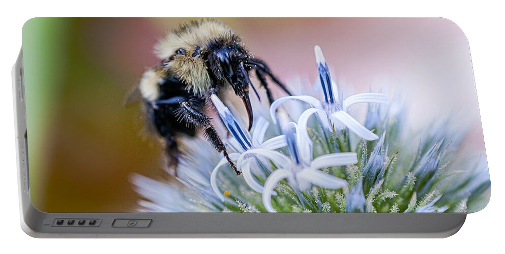 Thistle Portable Battery Charger featuring the photograph Bumblebee on Thistle Blossom by Marty Saccone