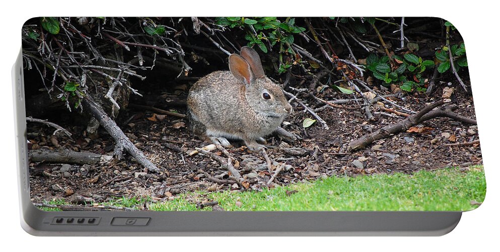 Bunny Portable Battery Charger featuring the photograph Bunny In Bush by Debra Thompson