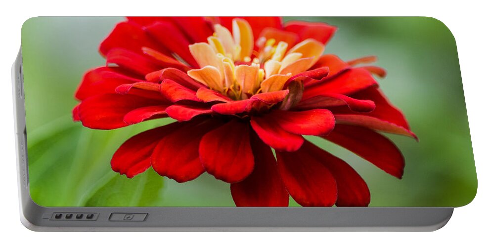 Zinnia Portable Battery Charger featuring the photograph Bursts of Color by Parker Cunningham