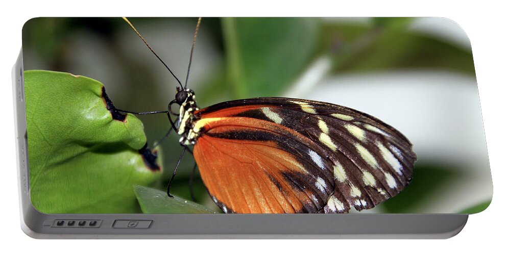 Butterfly Portable Battery Charger featuring the photograph Key West Butterfly 2 by Bob Slitzan