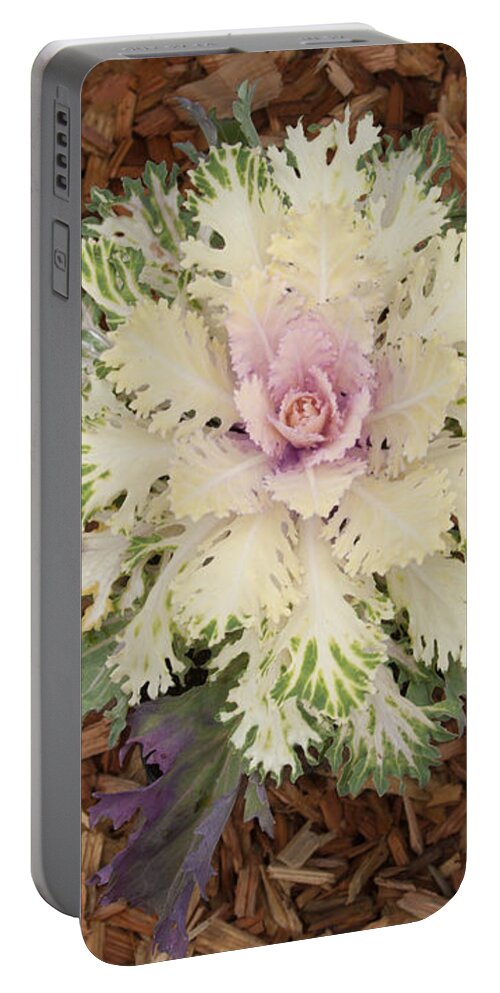Cabbage Rose Portable Battery Charger featuring the photograph Cabbage Rose by Victoria Harrington