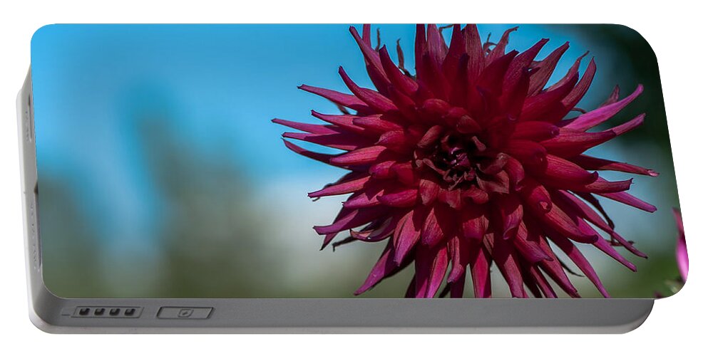 Cactus Dahlia Portable Battery Charger featuring the photograph Cactus Dahlia by Torbjorn Swenelius