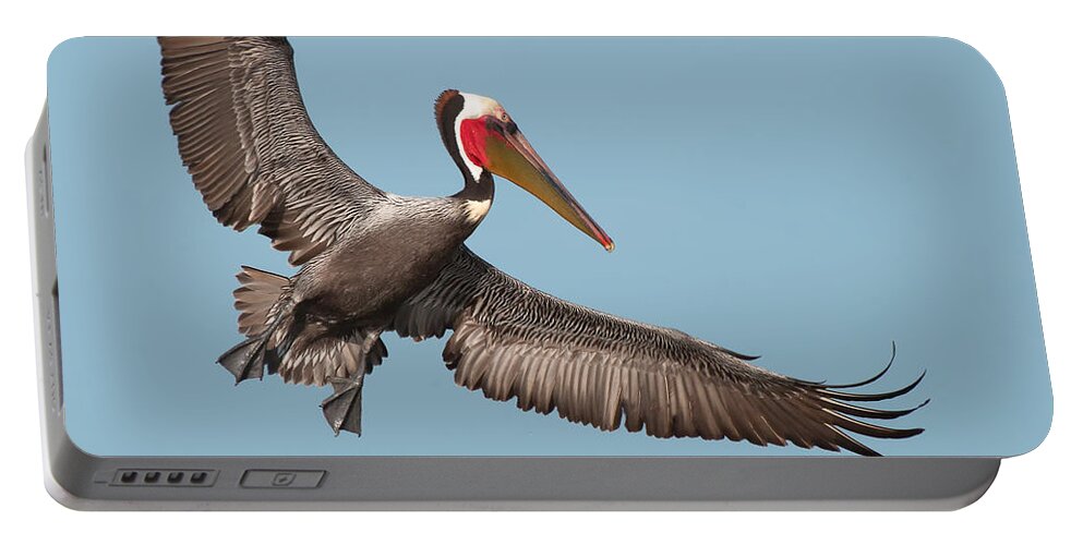 California Brown Pelican Portable Battery Charger featuring the photograph California Brown Pelican with Stretched Wings by Ram Vasudev