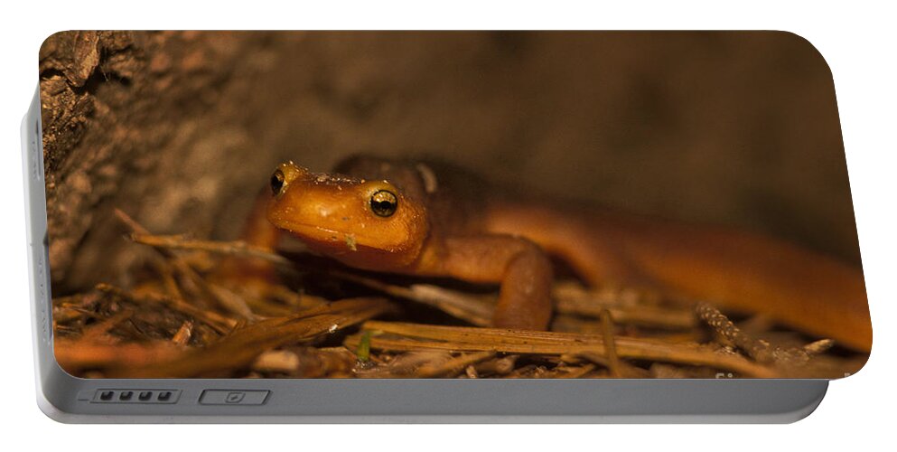 Animal Portable Battery Charger featuring the photograph California Newt by Ron Sanford