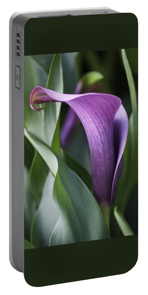 Lily Portable Battery Charger featuring the photograph Calla Lily in Purple Ombre by Rona Black
