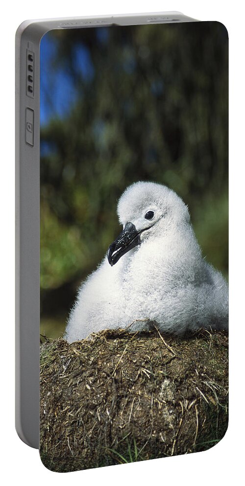 Feb0514 Portable Battery Charger featuring the photograph Campbell Albatross Young Chick Campbell by Tui De Roy