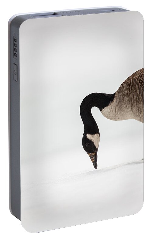 Canada Goose Point Portable Battery Charger featuring the photograph Canada Goose Point by Karol Livote
