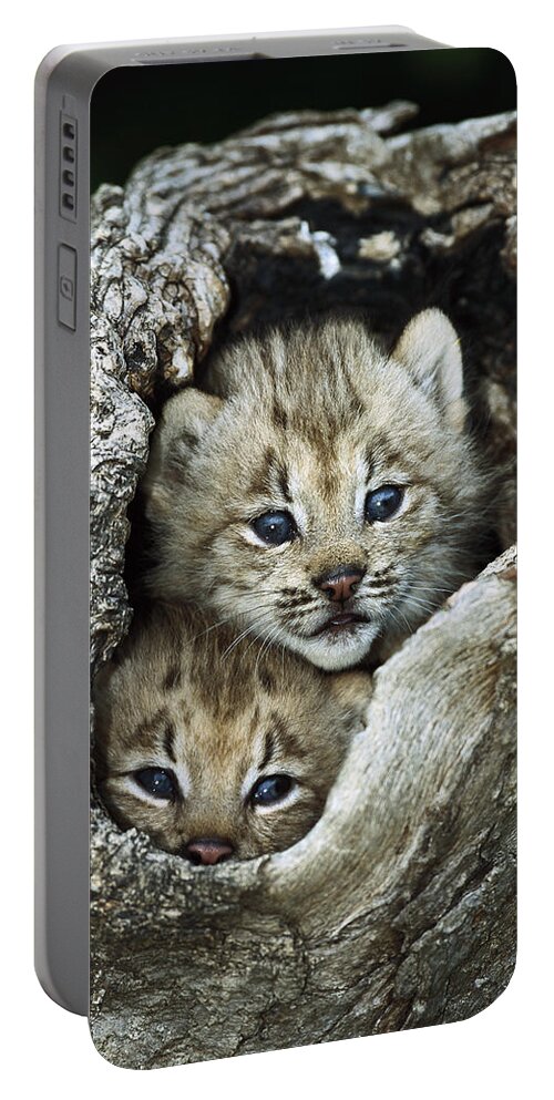 00197662 Portable Battery Charger featuring the photograph Canada Lynx Kitten Pair by Konrad Wothe