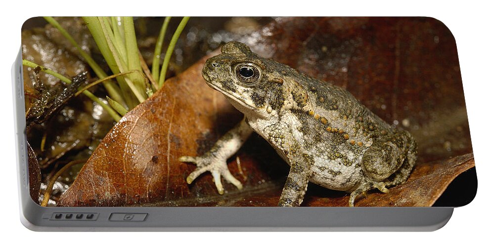 Feb0514 Portable Battery Charger featuring the photograph Cane Toad Juvenile Mindo Ecuador by Pete Oxford
