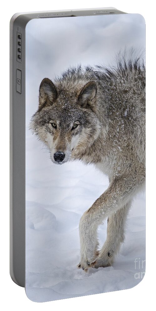 Nina Stavlund Portable Battery Charger featuring the photograph Canis lupus.. by Nina Stavlund