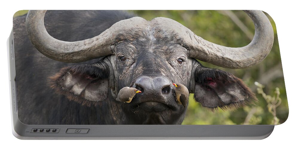 Feb0514 Portable Battery Charger featuring the photograph Cape Buffalo And Yellow-billed Oxpecker by Tui De Roy