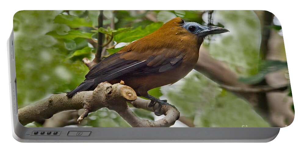 Animal Portable Battery Charger featuring the photograph Capuchinbird by Anthony Mercieca