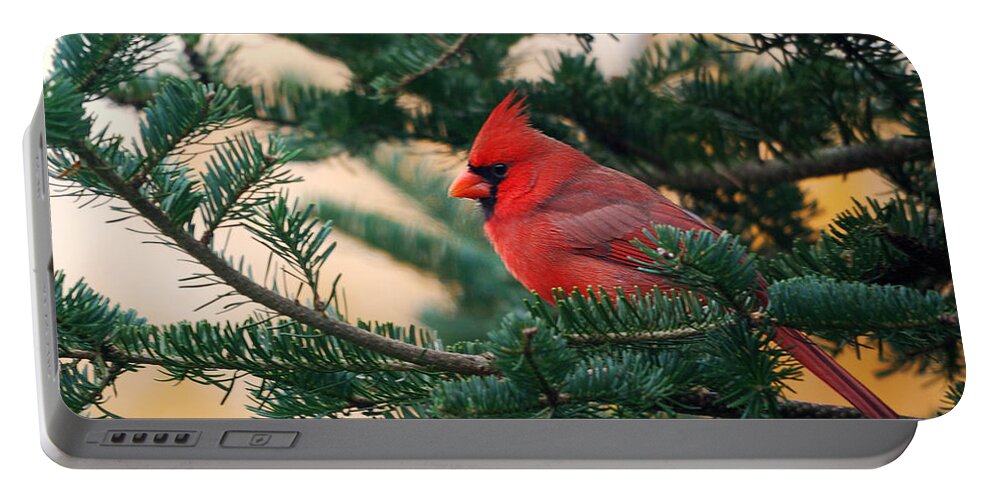 #faatoppicks Portable Battery Charger featuring the photograph Cardinal in Balsam by Sue Capuano