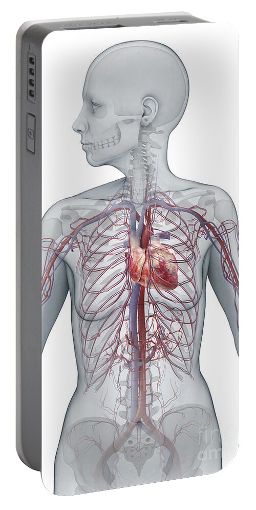 Inferior Vena Cava Portable Battery Charger featuring the photograph Cardiovascular System Female by Science Picture Co