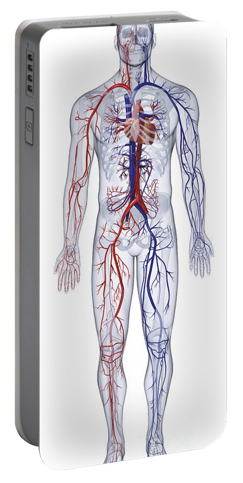 Anatomical Model Portable Battery Charger featuring the photograph Cardiovascular System, Human Body by Dorling Kindersley