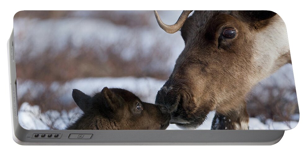 00782253 Portable Battery Charger featuring the photograph Caribou Mother Nuzzling Calf by Sergey Gorshkov