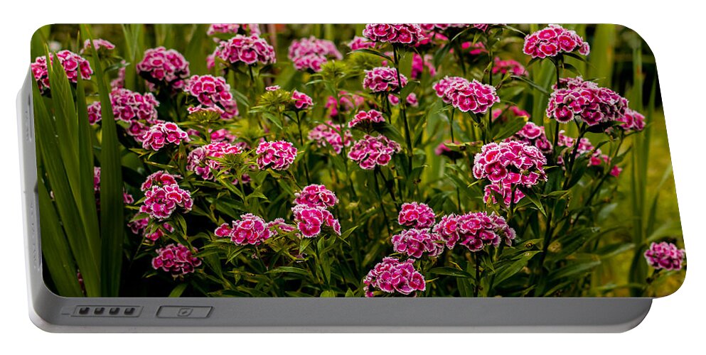 Pink Portable Battery Charger featuring the photograph Carnations by Marco Oliveira