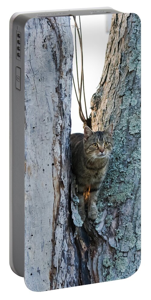 Cat Portable Battery Charger featuring the photograph Cat On The Lookout by Holden The Moment